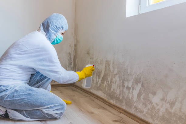 Licensed Basement Mold Remediation service in Belle Haven, VA - 24 Hour Mold Removal