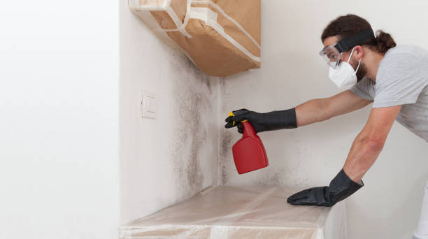 Professional Basement Mold Remediation technician working in Belle Haven, VA