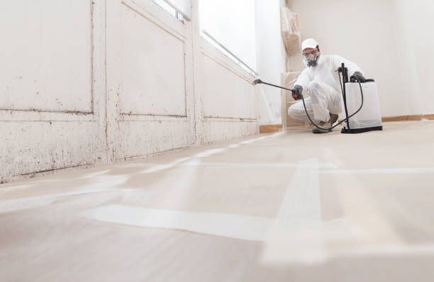 24/7 Emergency Basement Mold Remediation experts in Belle Haven, VA