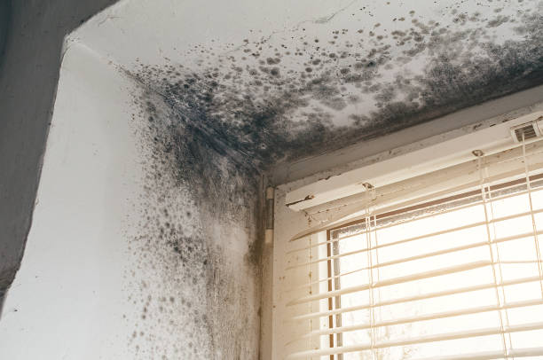 Affordable Basement Mold Remediation solutions in Belle Haven, VA