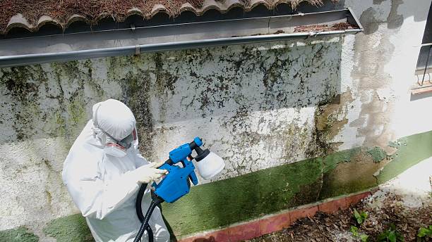 Top rated local Basement Mold Remediation specialists in Belle Haven, VA